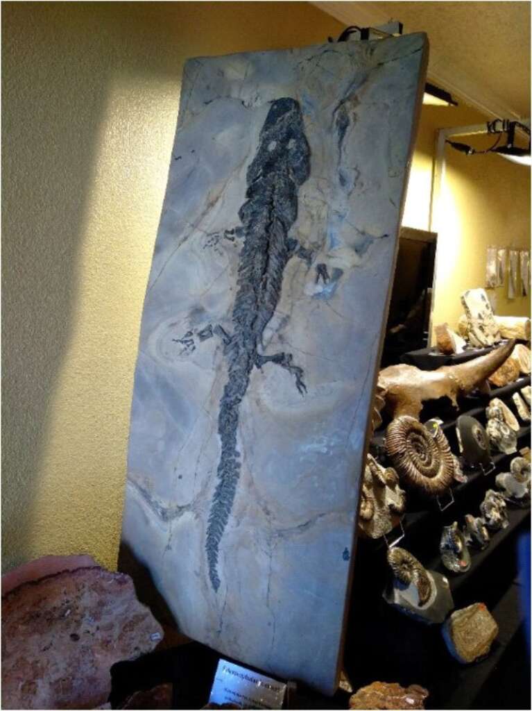 硬頭螈化石