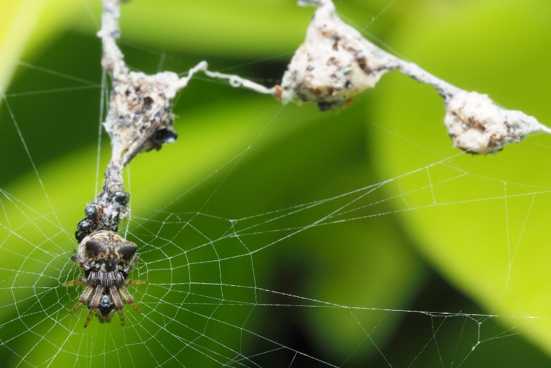 成熟的雌性二角塵蛛。蜘蛛位於左下角，體長約6 mm。蜘蛛上方的黑色顆粒狀物為蜘蛛獵物殘骸，而右上方的白色球狀物為蜘蛛製作的卵囊。
