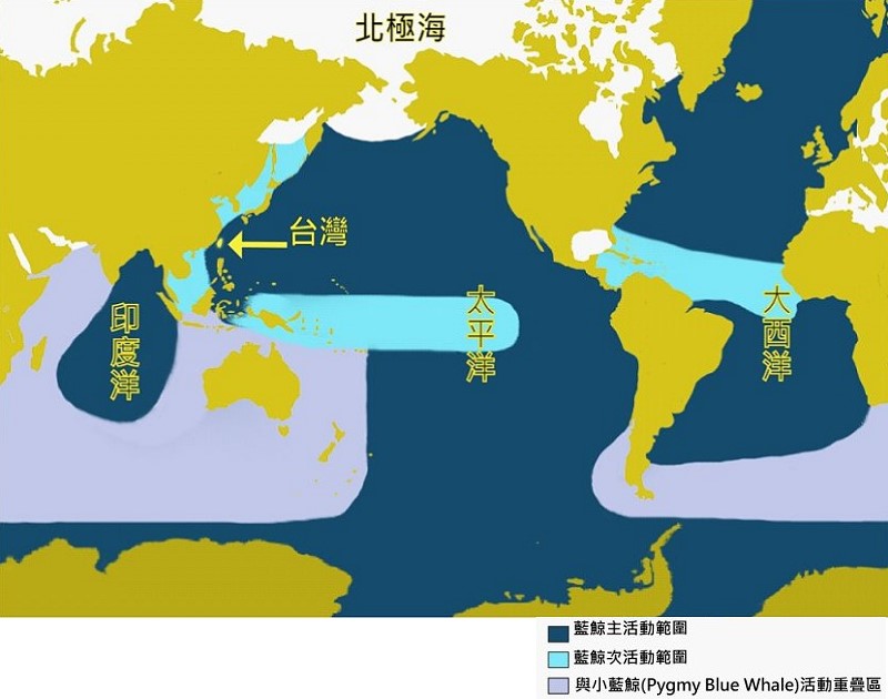 藍鯨在全球的分布範圍(李欣穎 繪圖)。