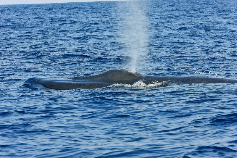 藍鯨是全世界最大的動物，從遠方就可以看見高高的噴氣。(金磊拍攝，於斯里蘭卡)
