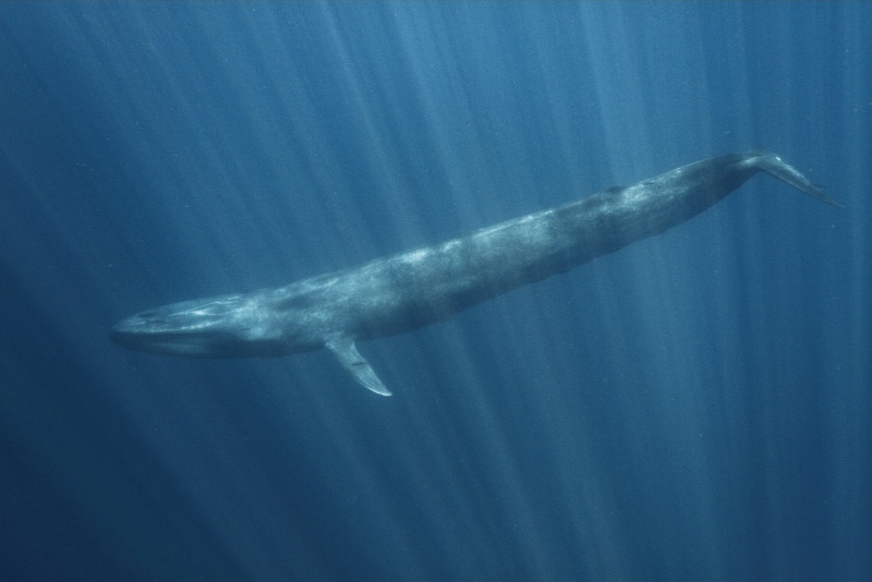 藍鯨隸屬於鬚鯨亞目的Balaenopteridae 科，連線而修長的體型在水下更易觀察。(金磊拍攝於斯里蘭卡)