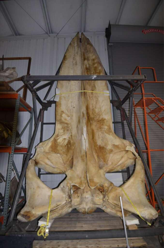 美國史密松自然史博物館典藏的藍鯨頭骨標本，長度將近6公尺。(姚秋如拍攝)