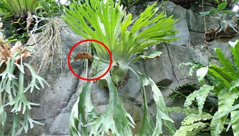 本館熱帶雨林溫室栽種的女王鹿角蕨，紅圈處可以看到孢子葉背後的褐色孢子囊群。(圖／廖仁滄)
