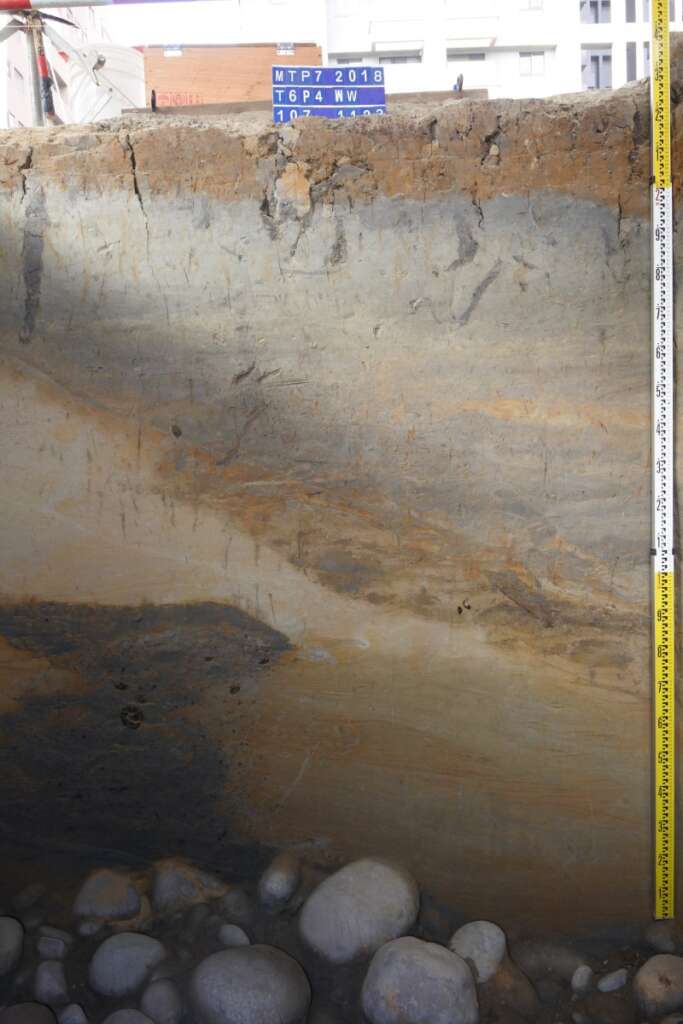 出土植物遺留的黃灰色砂層夾雜著黑色黏土層(左下角)
