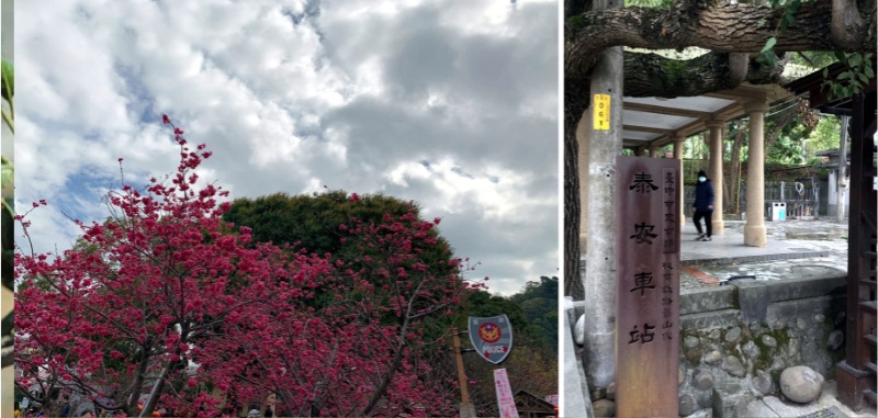 左圖：泰安派出所附近的櫻花盛況。右圖：泰安舊站，由圖中可以看到站後方的鐵道比車站還高出一個人的高度。市定古蹟資訊：https://www.tchac.taichung.gov.tw/building?uid=33&pid=26