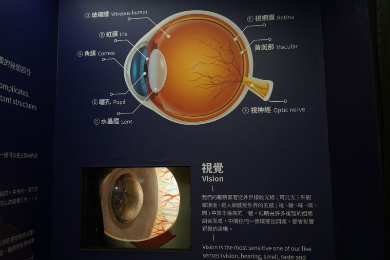 大眼睛側面的窗口可以看見眼球內部的構造，實際的玻璃體裡面是注滿膠質液體的，後方的弧形視網膜上布滿感光細胞與血管。(圖/林志隆)