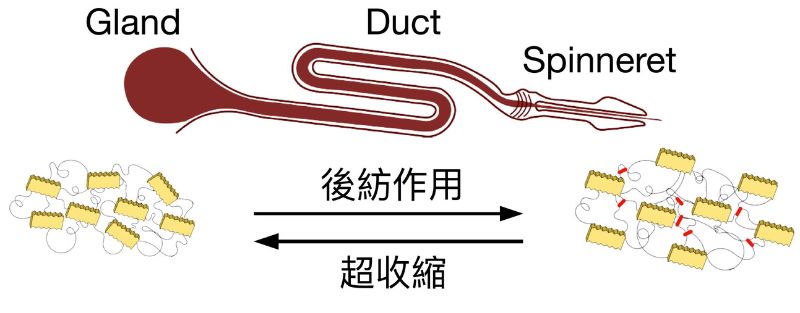 超收縮與後紡作用示意圖。由左到右表示了蜘蛛絲蛋白在線體中初分泌時不具有特定排列之微觀結構，經體內的後紡作用在非結晶區形成氫鍵 (紅色線) 並形成特定的排列方式而達成高強度與韌度之特性；而超收縮現象乃指水分子破壞氫鍵後使蜘蛛絲退化至初始狀態之過程。