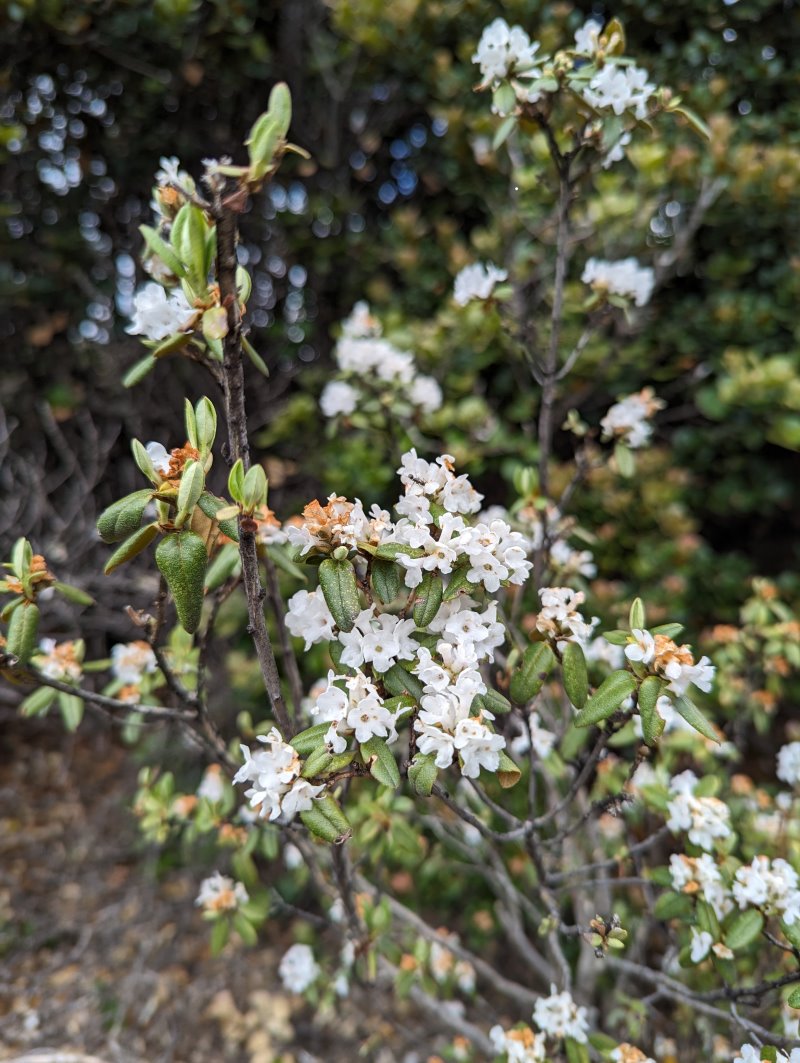 櫻草杜鵑是常綠小灌木，小而白色的花是其特色。（圖/陳志雄）