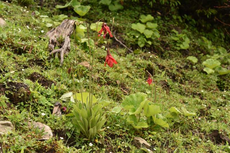 紅花綠絨蒿，花像垂掛的裙子。（圖/陳志雄）