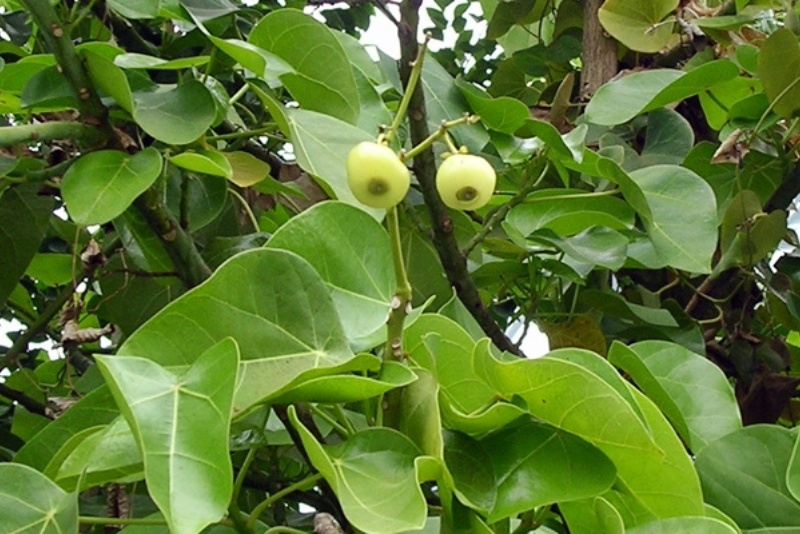蓮葉桐是熱帶海岸林代表植物之一