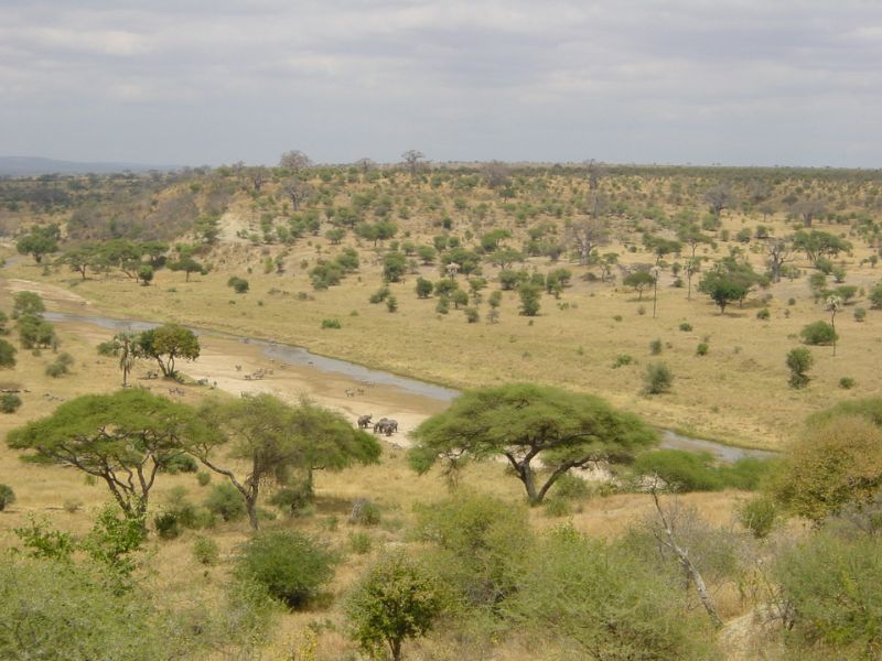 東非的稀樹草原(savanna)地貌，季節性河水氾濫是非常重要的環境因子。推測莫里遜層生態系大致也與此類似。圖為坦尚尼亞境內的塔蘭吉雷國家公園(Tarangire NP)。(Professor X, 2005/公開版權)