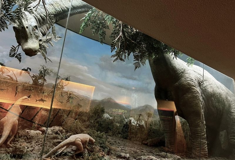 迷惑龍與雷龍的身分糾葛是恐龍研究史上的經典故事之一，牽涉到許多人與博物館。可以確定的是，20世紀前半一些博物館在重建迷惑龍與雷龍骨架時，不是放上雕塑的想像頭骨(如耶魯大學)，便是用圓頂龍頭骨或形似的雕塑品(如卡內基、費氏與美國自然史博物館)。真正屬於迷惑龍的頭骨到1970年才被發現，是較扁平寬闊、牙齒長在前端、類似梁龍的小頭形態，而近代的重建認為迷惑龍的脖子並無法高舉。圖為科博館的經典展品之一，雖然解說板標示為迷惑龍，但在1980年代設計製作時尚未更新此一訊息，而其頭型與高舉的脖子更類似腕龍。(圖/鄭明倫)