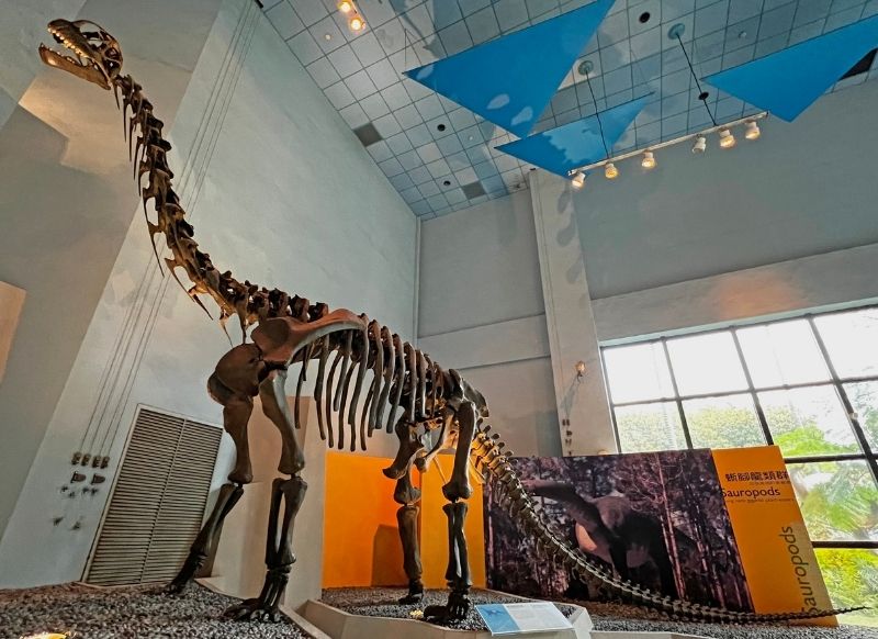 圓頂龍名氣不若其他巨龍，但實際上是莫里遜層中分布最廣、最常見的蜥腳類恐龍，也是被研究最多的恐龍之一。滿嘴形如鑿子般的牙齒和短圓的頭型是其特徵，跟同時代其他巨龍相較只能算是中型恐龍。圖為科博館展示的復原骨架複製品。早期盛行認定的蜥腳類立姿是尾巴垂地，但脊椎結構與力學模擬顯示尾巴應是較平直離地的姿態。(圖/鄭明倫)