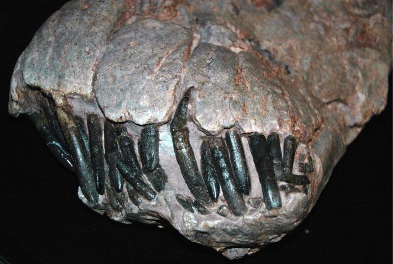 迷惑龍的口吻端和牙齒。猶他州克里芙蘭-洛伊德挖掘場(Cleveland-Lloyd Quarry)出土的化石。(J. St John, 2014/ Flickr CC)