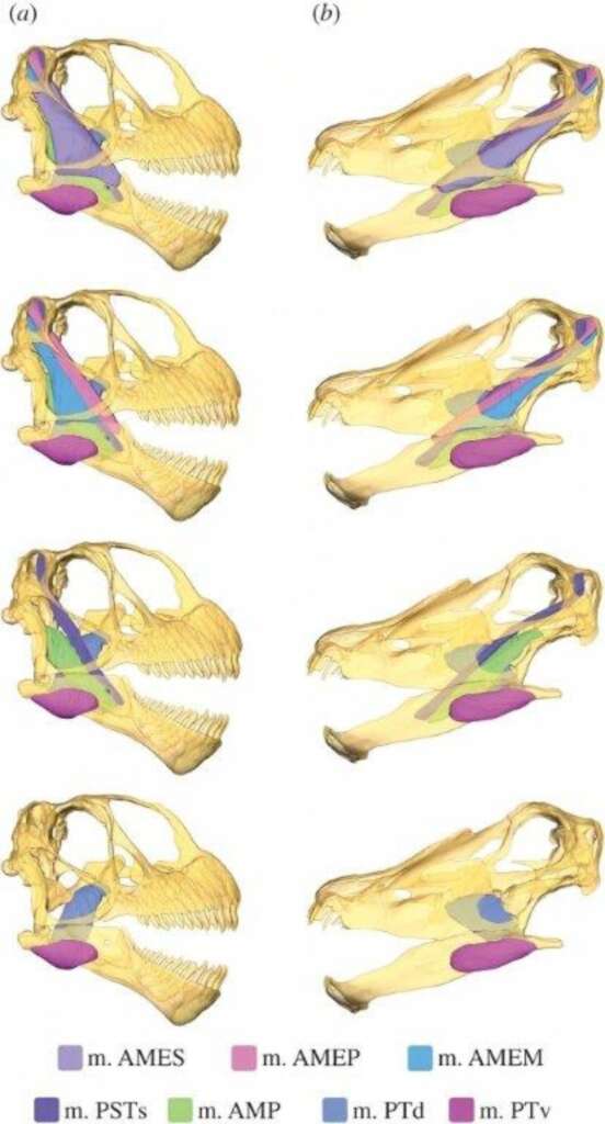 圓頂龍(a)和梁龍(b)成體的頭骨、牙齒(淺黃色)與模擬重建的肌肉(不同顏色)之比較，由下而上逐層疊加顯示不同肌肉。可以看出兩者頭型與牙齒分布的明顯差異，肌肉量與附著位置也很不同。(Button et al., 2014/ RSPB CC)