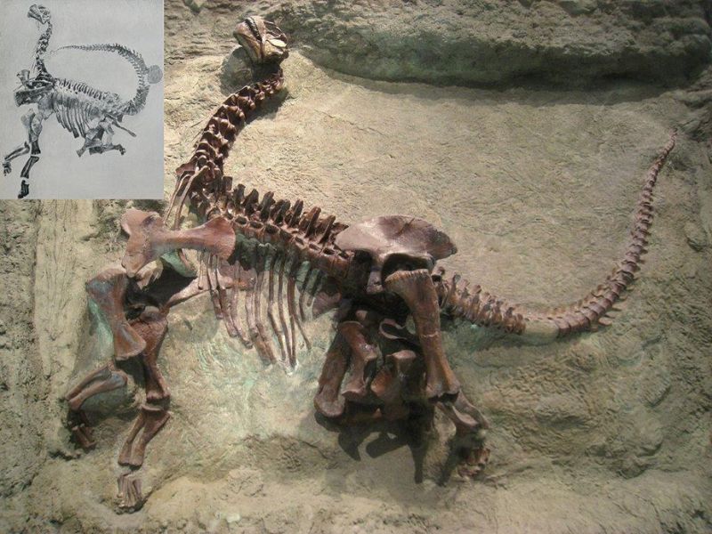 懷俄明州卡內基挖掘場(Carnegie Quarry)在1925年出土的近乎完整的圓頂龍幼體化石。左上角是在砂岩母體上的原始姿勢素描，底圖則是經過清修和局部調整、現今在匹茲堡卡內基自然史博物館展示的原件。許多完整的恐龍化石都會出現類似的頭尾相向姿勢，其實是垂死前的極端樣態。 (小圖Gilmore, 1925，底圖Daderot, 2009/ 公開版權)