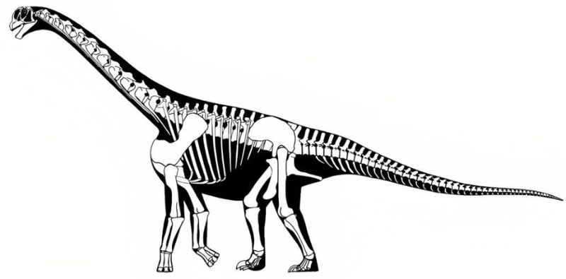 圓頂龍的近代骨架重建圖。脖子和身體間並非大曲線高伸，而是約略與尾巴呈一斜線。(S. Hartman, 2011/ Wikimedia CC)