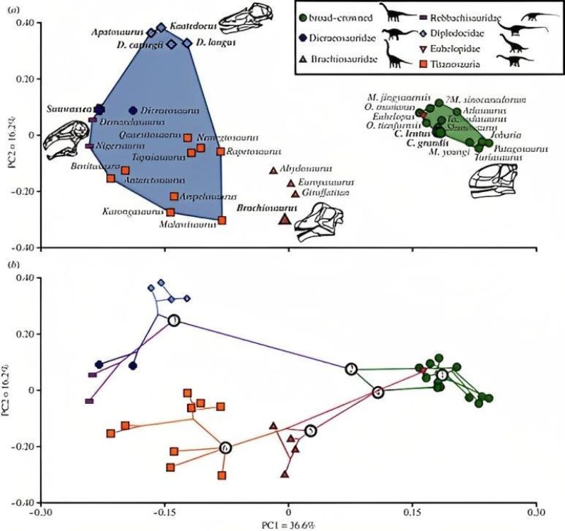 以蜥腳類的顱齒生物力學(craniodental biomechanics)矩陣轉化為功能性空間(functionspace，上圖)，莫里遜層的類群以較大的標誌和粗體字顯示。圓頂龍(綠圓形)落在右側綠色區，梁龍科(藍菱形)和叉龍科(Dicraeosauridae，粗十字)與白堊紀的泰坦巨龍類(Titanosauria，橘方塊)則在藍色區，但有區隔；腕龍科落在兩者中間。下圖為搭配譜系關係所顯示的譜系形態空間(phylomorphospcae)。1是較為原始的真蜥腳類(Eusauropoda)，當中的一支存續下來演化為新蜥腳類(Neosauropoda，2)；新蜥腳類又分化為兩支，一支包含近緣的梁龍科與叉龍科(3)，但兩者功能性空間有點區隔；另一支包含大鼻龍類(Macronaria，4)，含圓頂龍，以及腕龍科(5)+泰坦巨龍類(6)。後者泰坦巨龍類和叉龍科在功能空間上接近，但乃趨同的結果。(Button et al., 2014/ RSPB CC) 