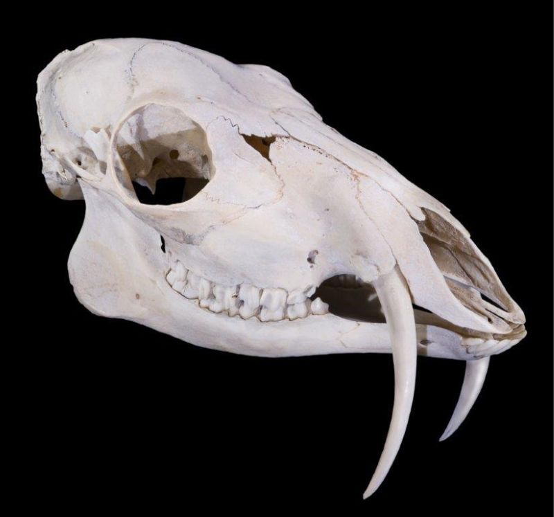 麝鹿科是鹿總科底下比較原始的成員，頭上無角但雄性長有明顯的獠牙。圖為東亞的香獐(Moschus moschiferus)頭骨，可以明顯看到下門齒、上犬齒與臼齒的分化。(D. Descouens, 2011/ Wikimedia CC)