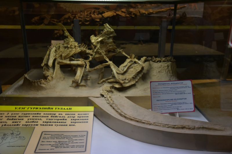 展示於Hanna Mall的原角龍（左側站立者，Protoceratops）與迅猛龍（右側側躺者，Velociraptor）爭鬥標本。該標本於1971的波蘭－蒙古聯合古生物考察中於Djadokhta層中被發現，年代約為8400萬年前。