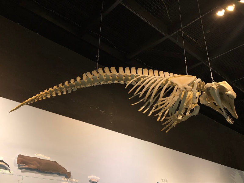 擱淺死亡的侏儒抹香鯨製成展示標本(李欣穎攝)