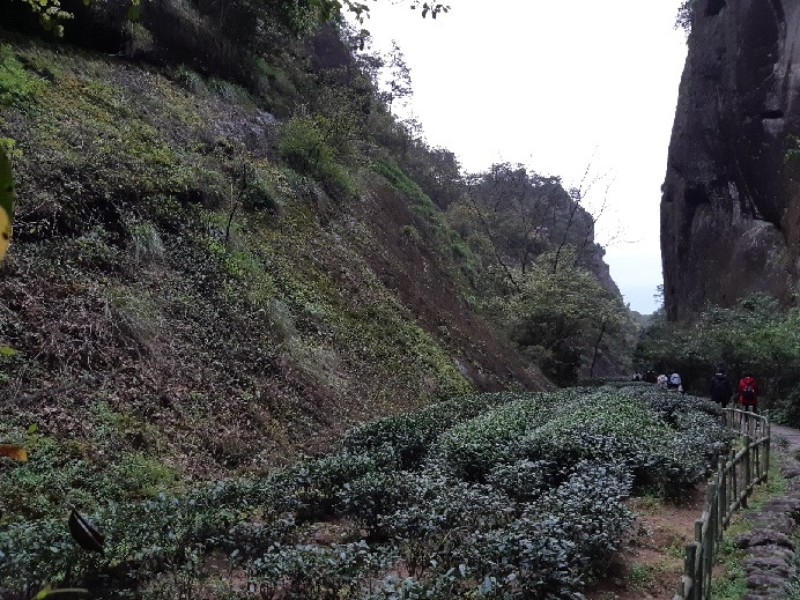 山區小塊畸零地成為茶園