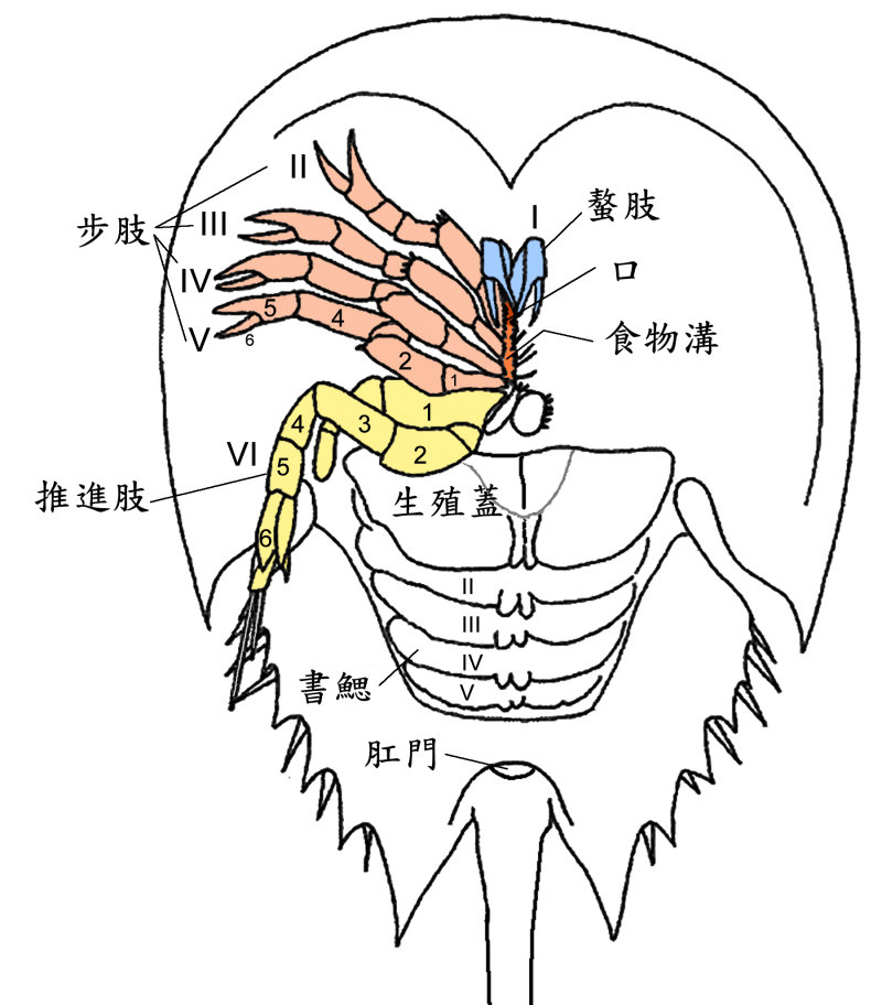 鱟腹面解剖構造。（改自Richard Fox 2001）