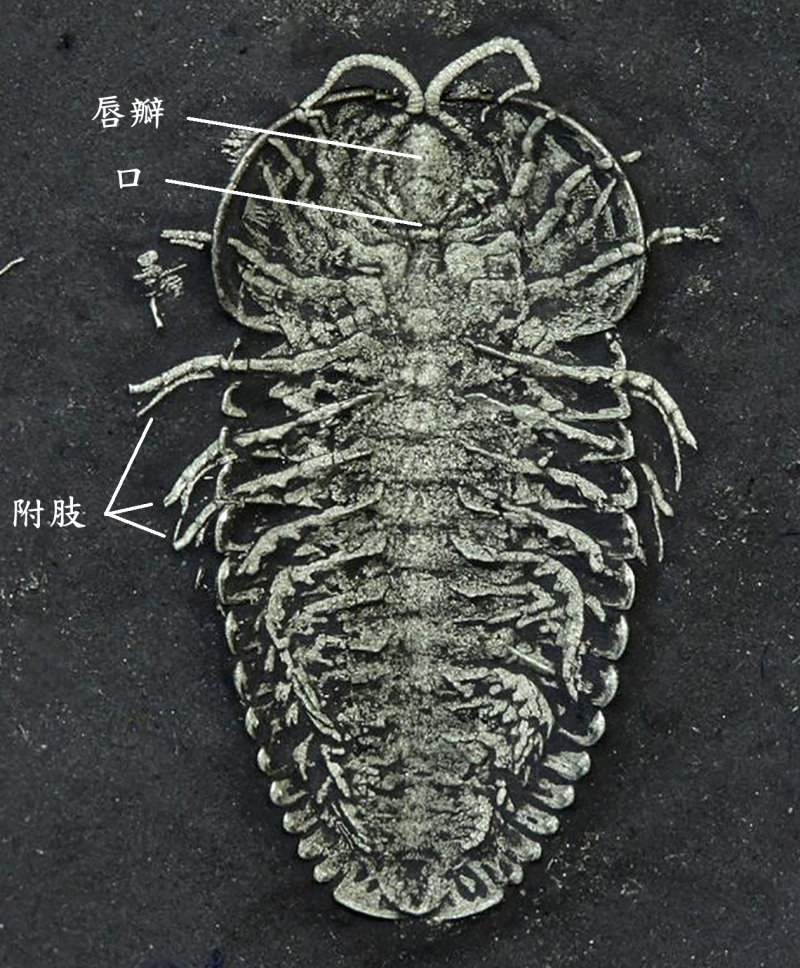 黃鐵礦化的三分節蟲(Triarthrus eatoni)腹面觀，可見其雙肢型的附肢，標本出自化石寶庫Beecher’s trilobite bed，奧陶紀。(取材自AMNS)
