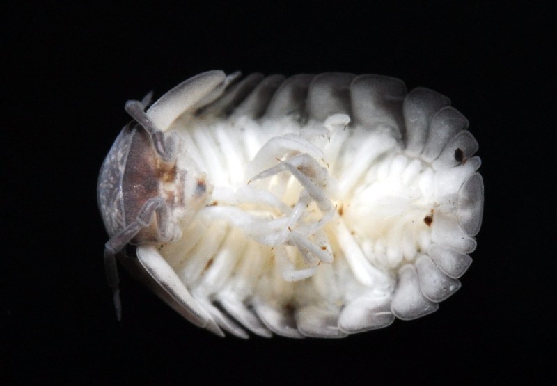 Armadillidium sp. 球鼠婦-腹面觀，每個體節僅有一對附肢。