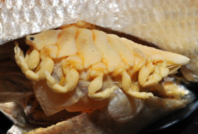 魚體腹部的福山魚怪雌蟲