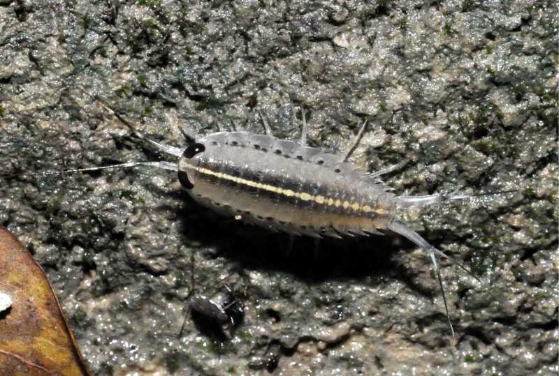 臺灣海蟑螂背面觀，身體中央有一道明顯的黃白色縱走斑紋。
