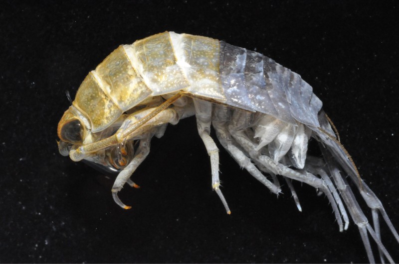 體殼蛻換一半的奇異海蟑螂標本