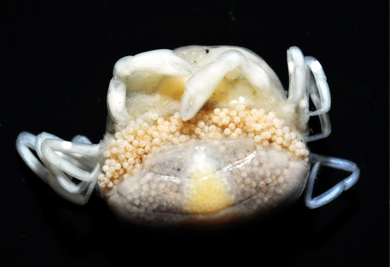 正常的中華蚶豆蟹媽媽腹部抱滿幼蟹