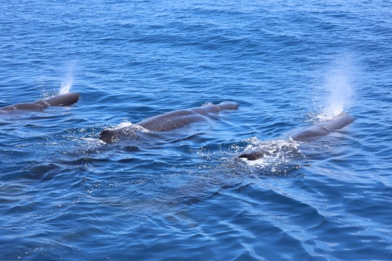 獨特的左側45度斜角噴氣，是海上調查目擊抹香鯨群的判斷依據，抹香鯨也是蘭嶼擱淺常見物種之一。(圖/王緒昂)