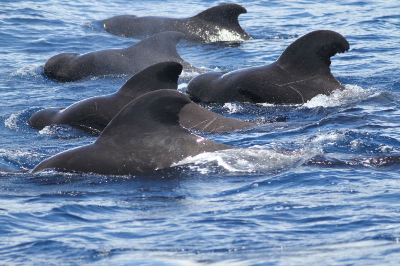 短肢領航鯨經常大群集結，牠們是少數被科學家研究得較為詳盡的鯨豚類。短肢領航鯨群體主要由年長的雌性個體帶領，屬於母系社會結構。(圖/王緒昂)