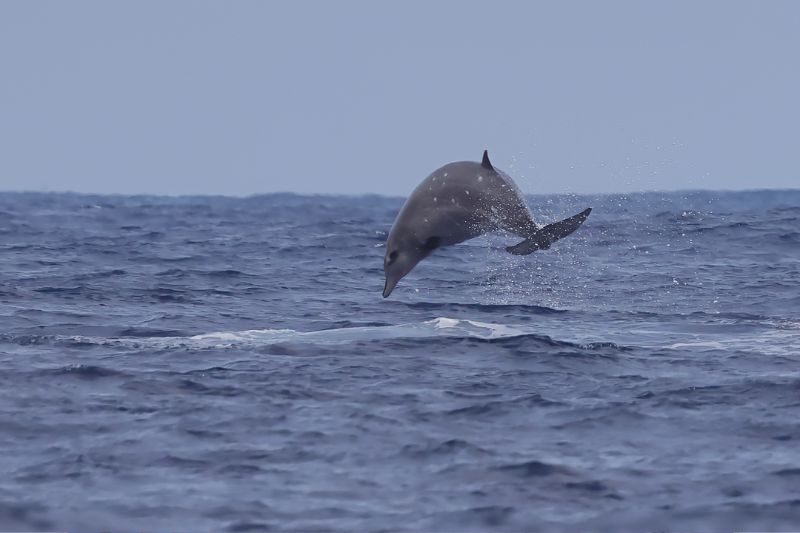 銀杏齒中喙鯨在臺灣本島稀有擱淺紀錄，但卻是蘭嶼擱淺數量最多的喙鯨。喙鯨鮮少有海面上的跳躍行為，這張照片中的銀杏齒中喙鯨影像更顯珍貴。(圖/林哲安)