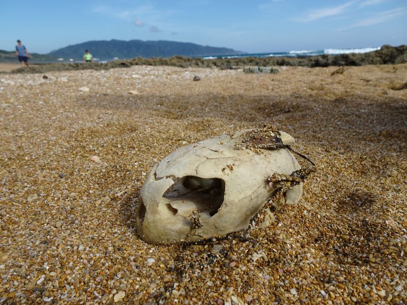  擱淺在沙灘上的海龜頭骨