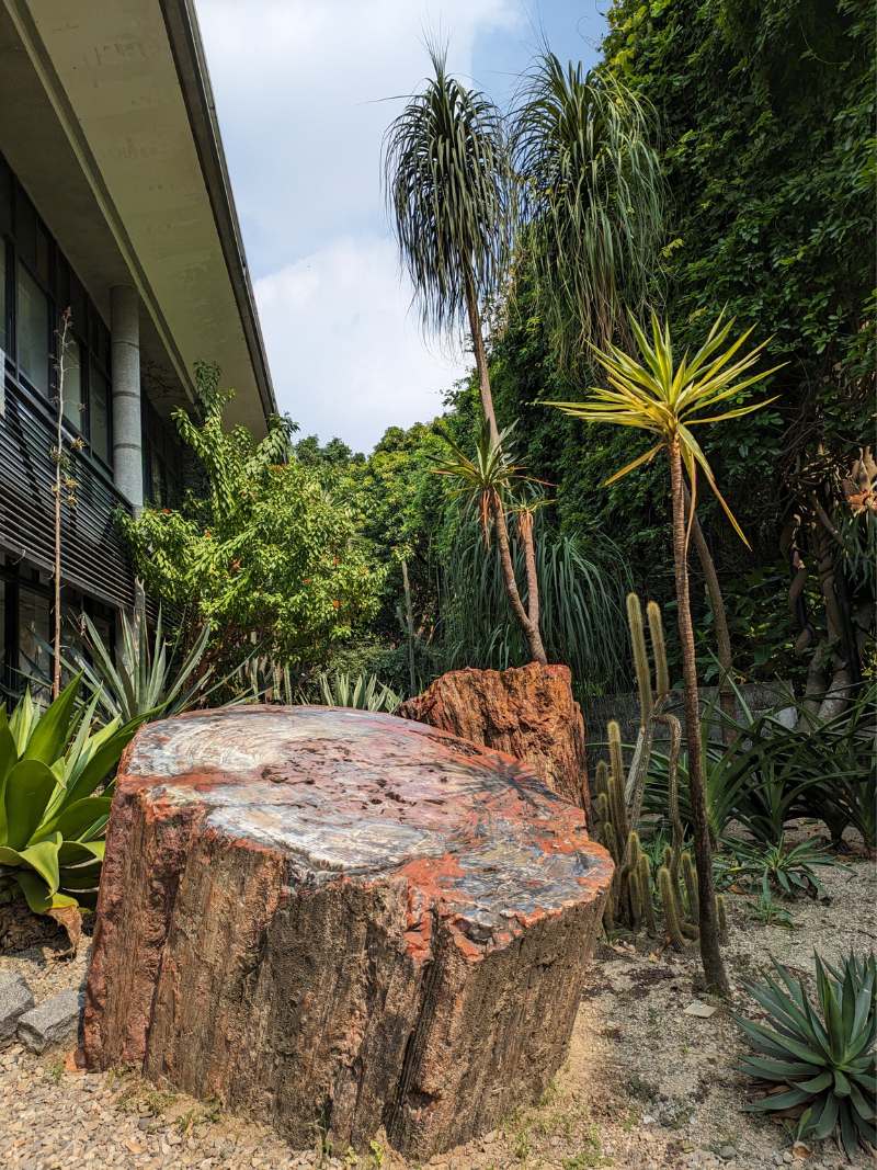 植物園研究教育中心前瓦勒邁杉化石展示。(圖/徐家全)