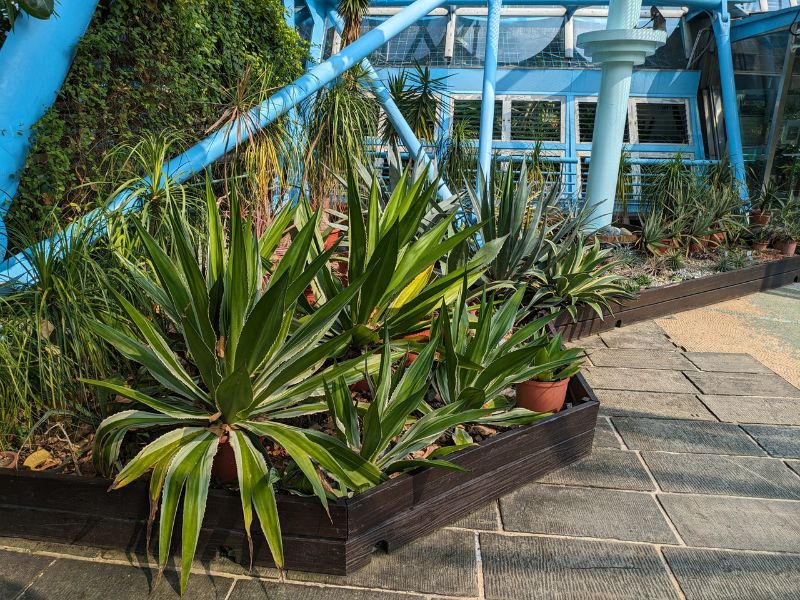 植物園熱帶雨林溫室前左側花壇，以多肉植物趨同演化展示。(圖/徐家全)
