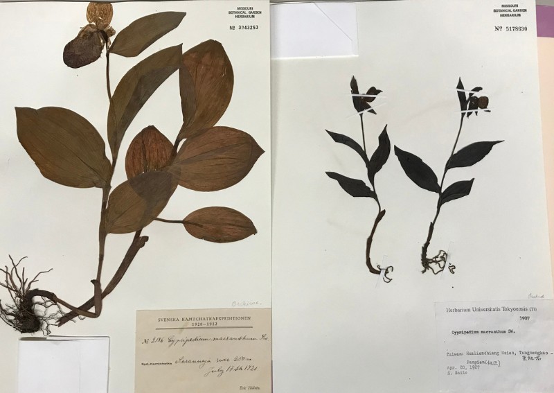 於密蘇里植物園標本館檢視臺灣的奇萊喜普鞋蘭(C. taiwanalpinum)(右邊)較一般的C. micranthos植株嬌小許多。