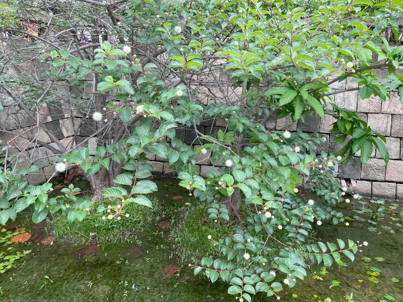 風箱樹在臺灣已被列為極危級的保育物種，五月至六月時，在科博館溫室前的水池邊或科博館館前路入口護城河處，可以看到風箱樹的小白花。(圖/楊宗愈)