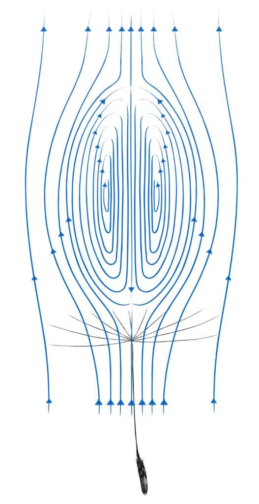 蒲公英冠毛形成渦流，增進向上的拖曳力量。