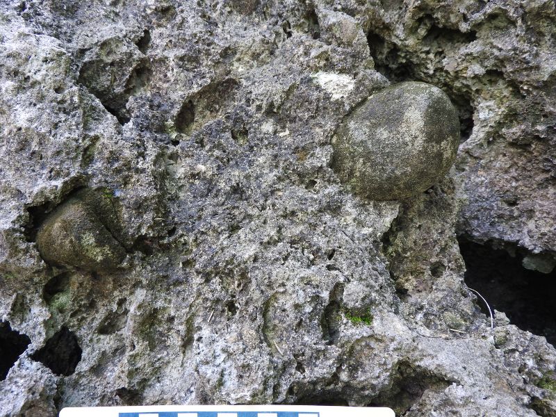 獅仔頭出露恆春石灰岩中的砂岩大圓礫 (下方比例尺每格1cm) 。（圖／王士偉）