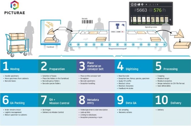PICTURAE 將標本數位化的流程。（圖／取材自PICTURAE公司）