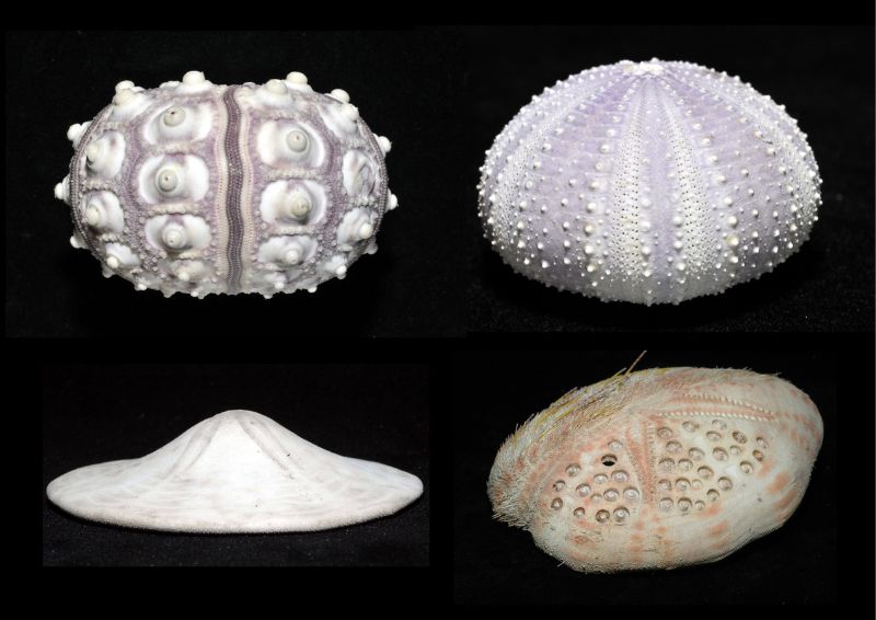 一般正型或歪型海膽的體殼，都癒合成一個固定形狀的內殼。