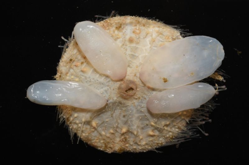 囊袋海膽反口面囊狀構造