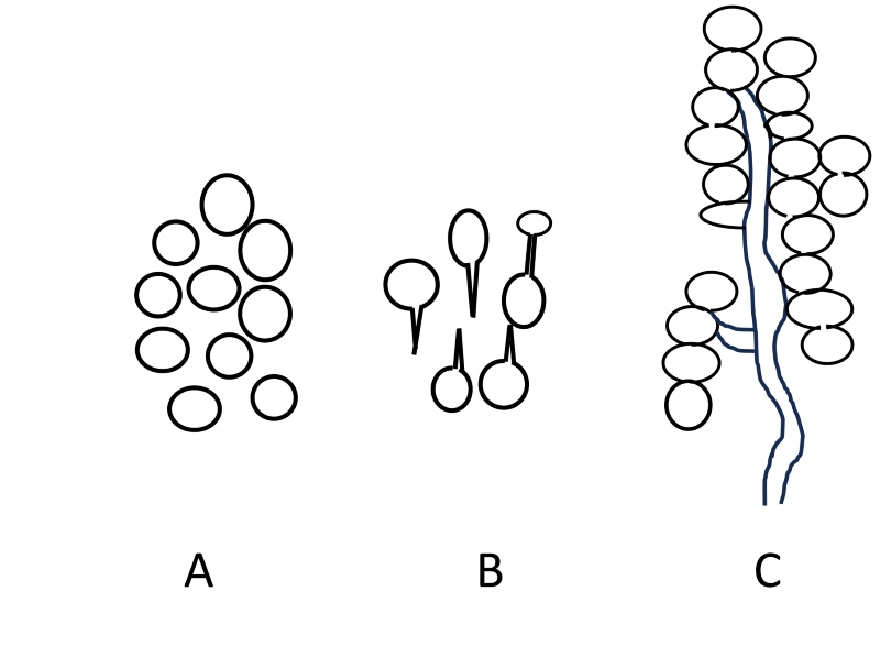 白僵菌分生孢子形態之模式圖。A、單個分生孢子；B、長出發芽管之孢子；C、氣生菌絲。(圖/顧世紅)