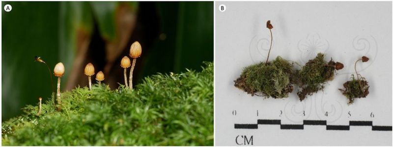 苔蘚盔孢傘生態照（A）與乾燥標本照（B）