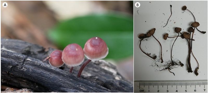 紅紫柄小菇生態照（A）與乾燥標本照（B）