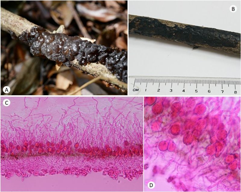 黑耳生態照（A）、乾燥標本照（B）、子實層切面（C）、與異擔子（D）